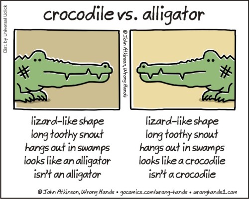 crocodile vs alligator